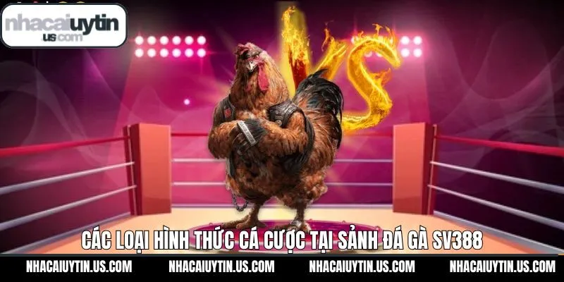 Các loại hình thi đấu hùng kê nổi bật hiện nay