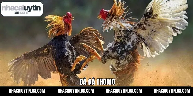 Thomo - Khám Phá Sảnh Đá Gà Hấp Dẫn Tại Nhacauytin