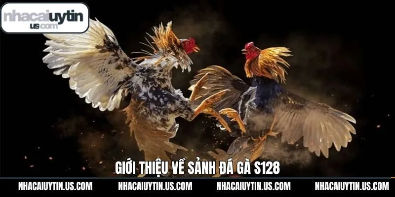 Giới thiệu khái quát về trừng kê uy tín S128