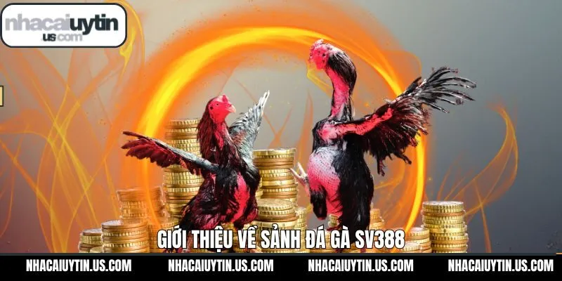Sảnh chọi kê SV388 hàng đầu tại thị trường châu Á