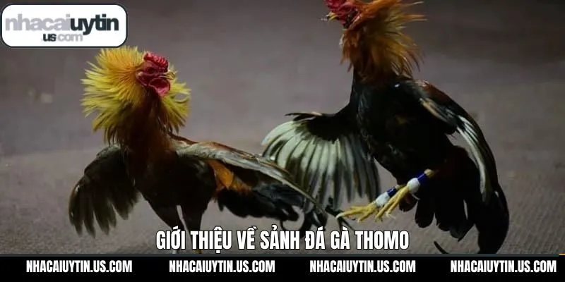 Đôi nét tìm hiểu chung về sân chơi đá gà uy tín