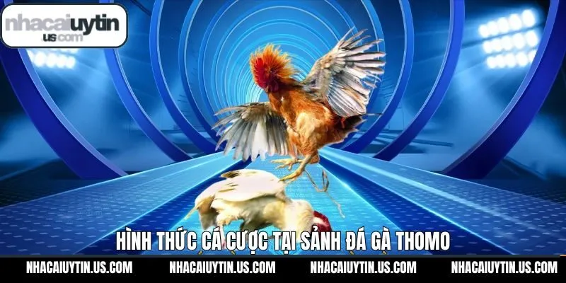 Top các thể loại hình thức đá gà hay nhất hiện nay