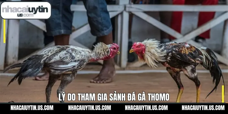 Ưu điểm hấp dẫn khi người dùng tham gia sân chơi uy tín