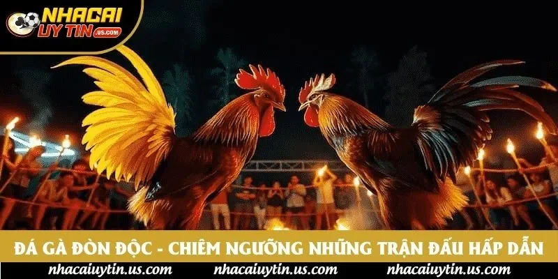 Đá Gà Đòn Độc - Chiêm Ngưỡng Những Trận Đấu Hấp Dẫn