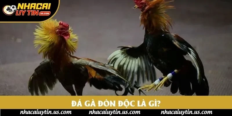 Đá gà đòn độc là gì?