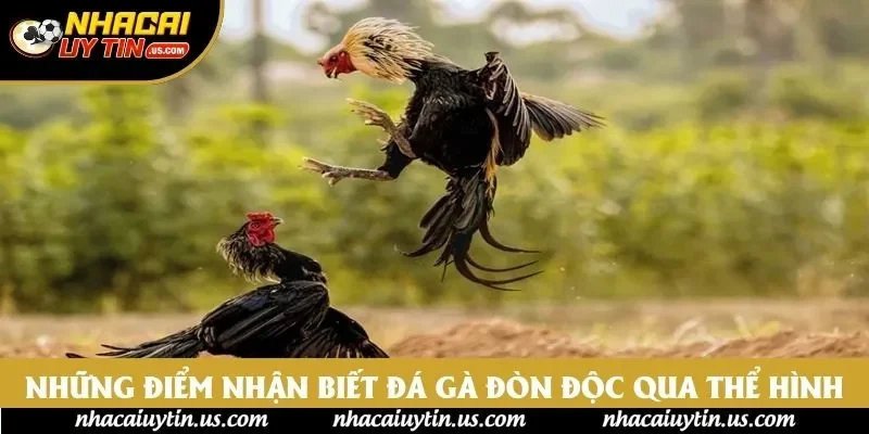 Những điểm nhận biết đá gà đòn độc qua thể hình