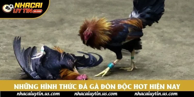 Những hình thức đá gà đòn độc hot hiện nay